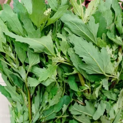 Bathua