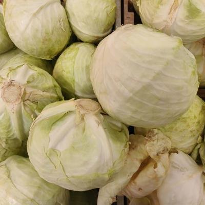 Cabbage