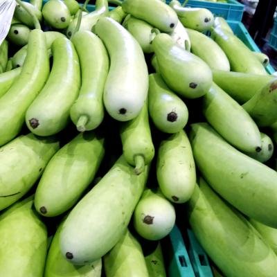 Lauki (Bottle Gourd)